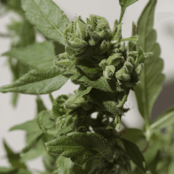 Watermelon-Zkittlez-1.png