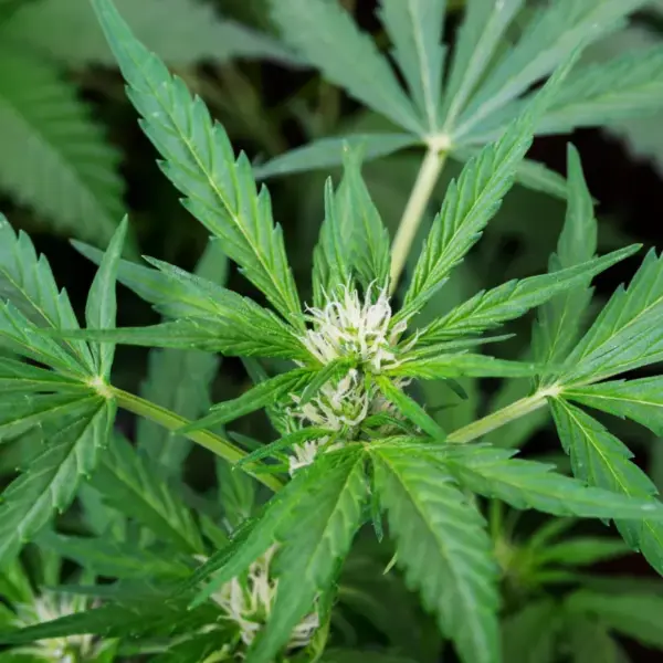 White-Fire-OG.webp