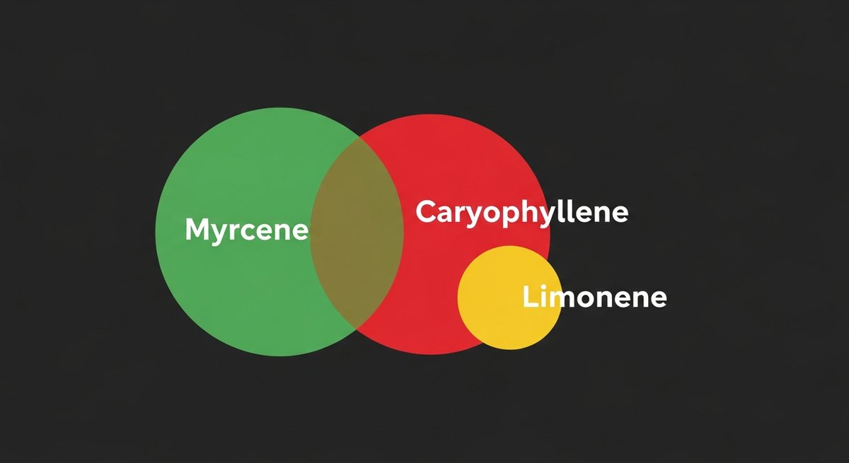 Grand Master Sex Strain 2 Terpene profile graphic for Grand Master Sex showing Myrcene in green, Caryophyllene in red, and Limonene in yellow