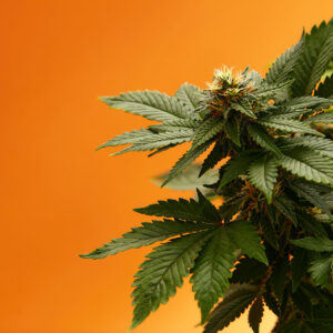 STRNG Seeds Orange Bud