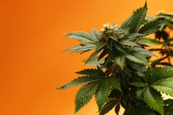 Marijuana plants long banner. Beautiful tropical cannabis background. New look on agricultural strain of hemp. Vibrant exotic cannabis with leaves and buds on orange colors