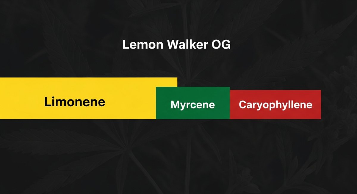 Lemon Walker OG Strain 2 Terpene profile graphic for Lemon Walker OG showing Limonene in yellow, Myrcene in green, and Caryophyllene in red