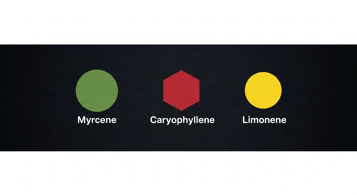 Alien Mints Strain 2 Terpene profile graphic for Alien Mints showing Myrcene in green, Caryophyllene in red, and Limonene in yellow