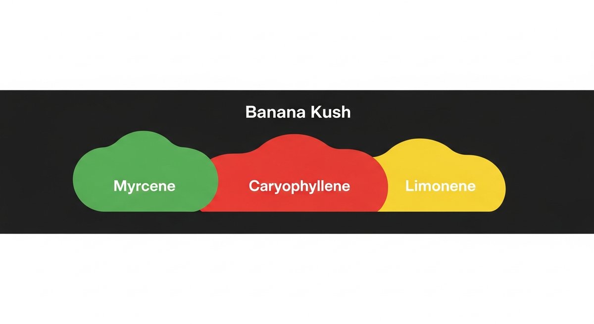 Banana Kush Strain 2 Terpene profile graphic for Banana Kush showing Myrcene in green, Caryophyllene in red, and Limonene in yellow