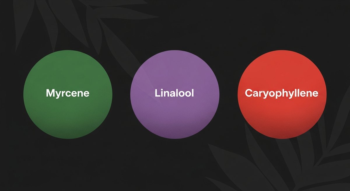 Hazelnut Cream Strain 2 Terpene profile graphic for Hazelnut Cream showing Myrcene in green, Linalool in purple, and Caryophyllene in red