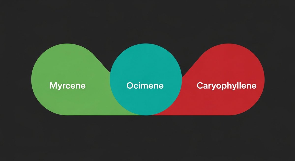 Pineapple Express CBD Strain 2 Terpene profile graphic for Pineapple Express CBD showing Myrcene in green, Ocimene in teal, and Caryophyllene in red