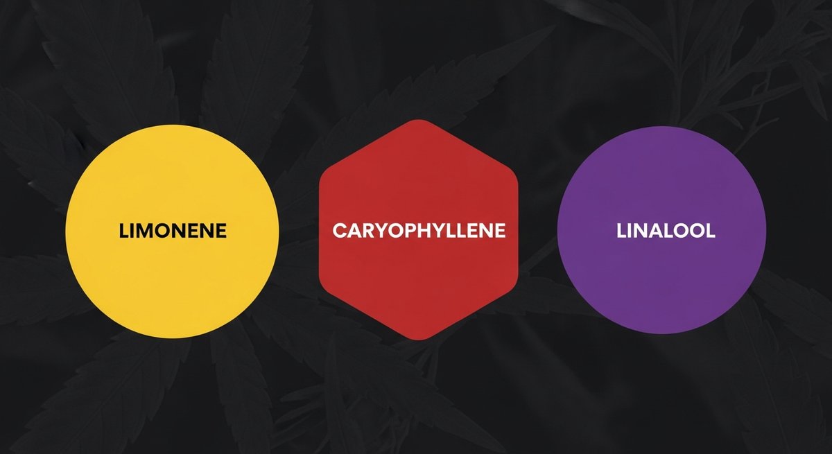 RS11 Strain 2 RS11 terpene profile graphic showing Limonene in yellow, Caryophyllene in red, and Linalool in purple