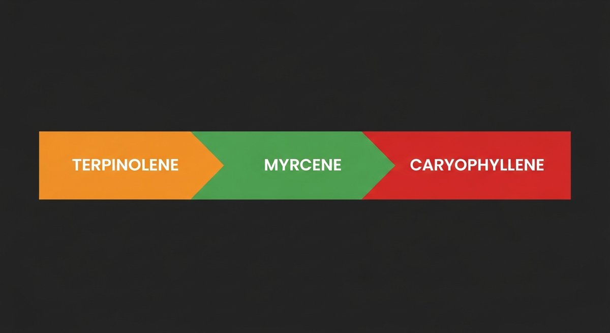 Super Silver Haze Strain 2 Terpene profile graphic for Super Silver Haze showing Terpinolene in orange, Myrcene in green, and Caryophyllene in red